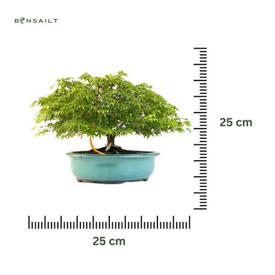 Bonsai Fächerahorn (Kiyohime) Japanese maple P25 LK05
