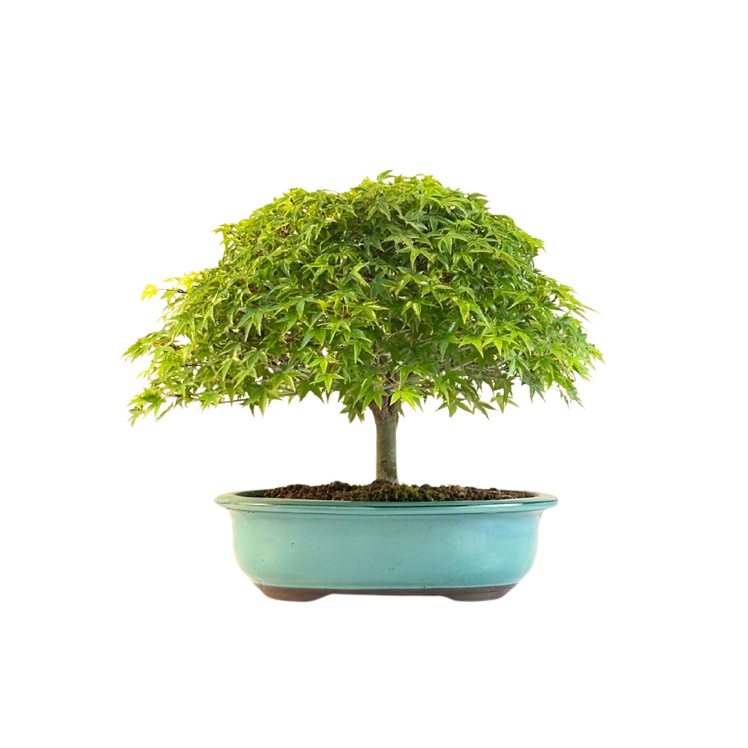 Bonsai Fächerahorn (Kiyohime) Japanese maple P25 LK01