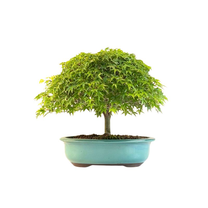 Bonsai Fächerahorn (Kiyohime) Japanese maple P25 LK01