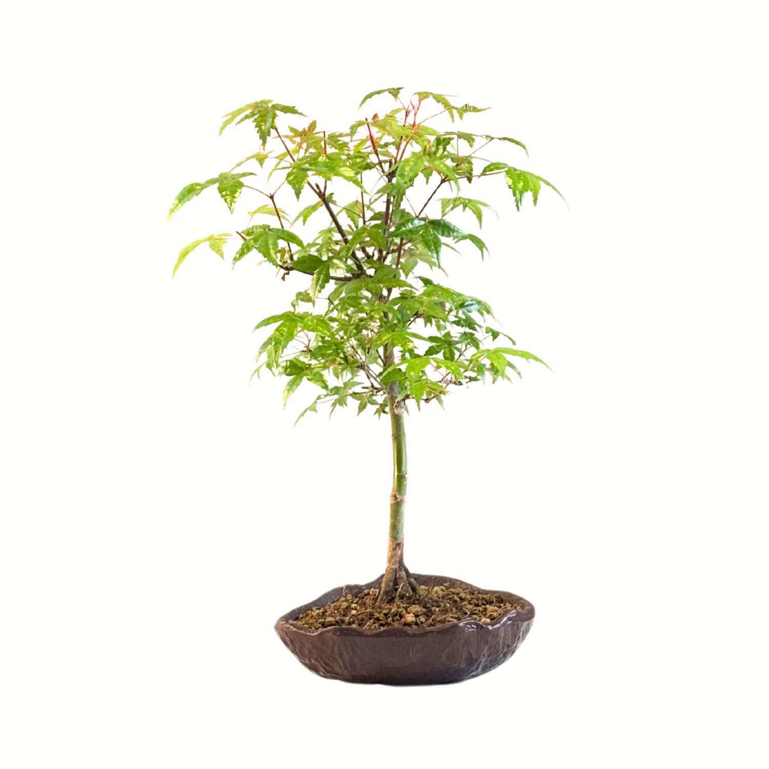 Acer Trident - Ahorne P15 KV05