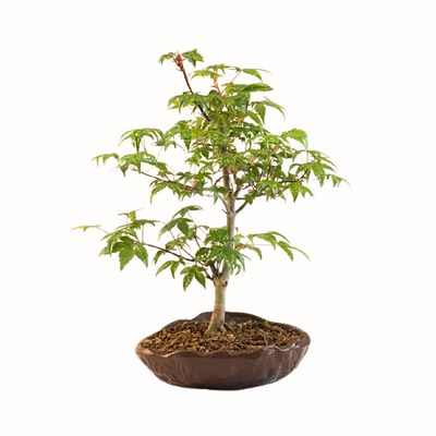 Acer Deshojo aus Japan - Ahorne P15 KV06