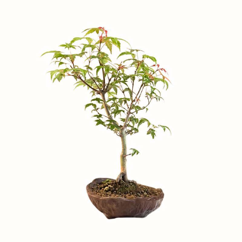Acer Deshojo aus Japan - Ahorne P15 KV07