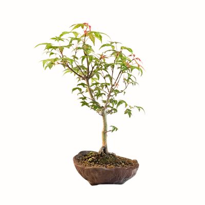 Acer Deshojo aus Japan - Ahorne P15 KV07