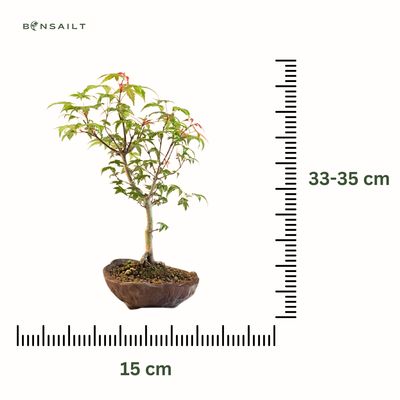 Acer Deshojo aus Japan - Ahorne P15 KV07