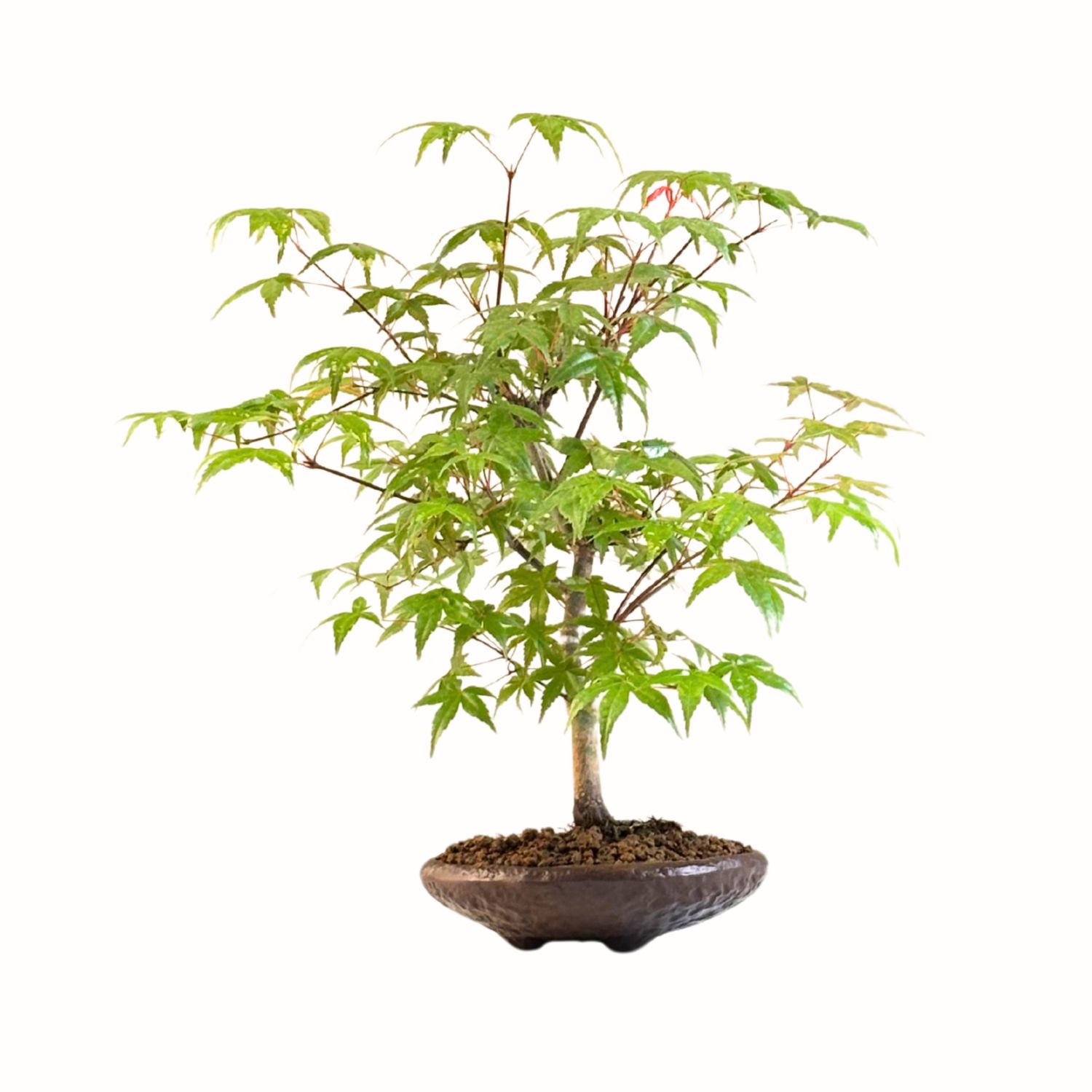 Acer Deshojo aus Japan - Ahorne P15
