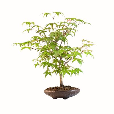 Acer Deshojo aus Japan - Ahorne P15