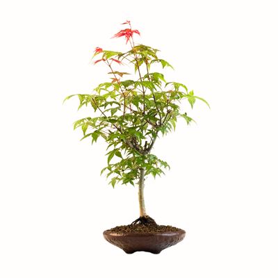 Acer Deshojo aus Japan - Ahorne P15