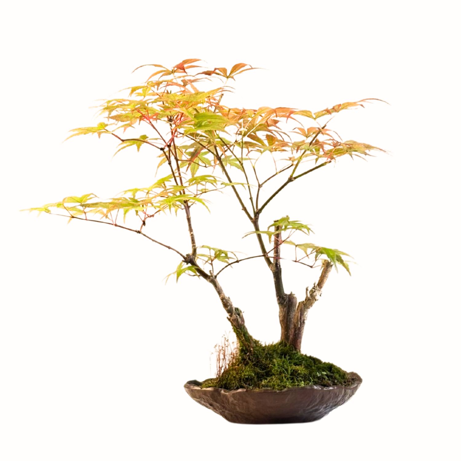 Acer Trident - Ahorne P17 KV10