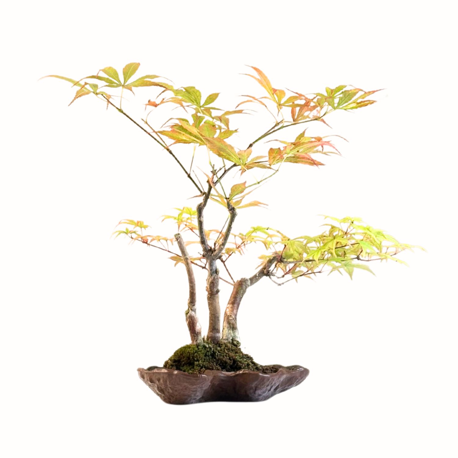 Acer Trident - Ahorne P18 KV11