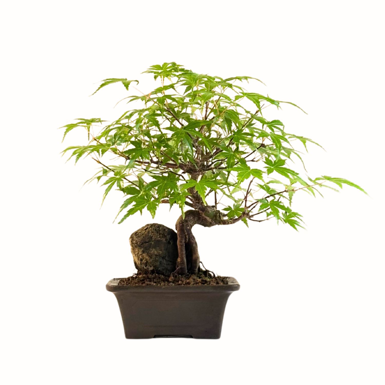Ahorn-Dreikant-Bonsai auf dem Felsen P13