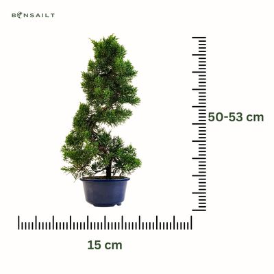 Wacholder bonsai (Itoigawa Juniper) P15 KAD2