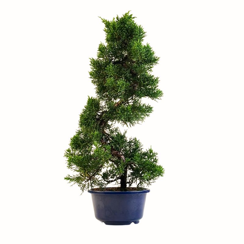 Wacholder bonsai (Itoigawa Juniper) P15 KAD2