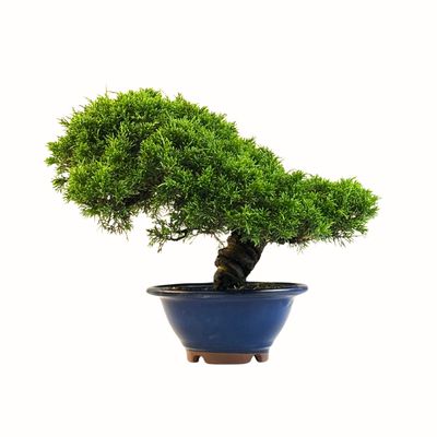 Wacholder bonsai (Itoigawa juniper)  P20 KAD7