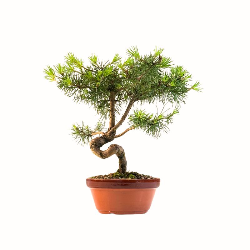 Japan Weißer Kiefer Bonsai Pinus P16