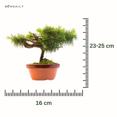 Japan Weißer Kiefer Bonsai Pinus P16
