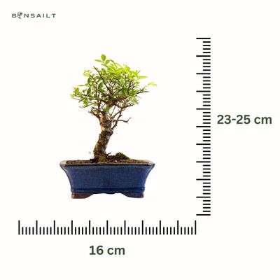 Japanische Ulme Bonsai P16 GB2