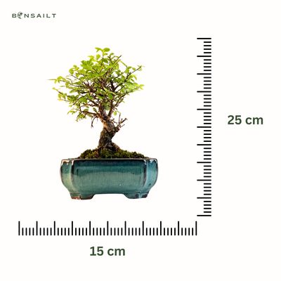 Japanische Ulme Bonsai P15 GB1