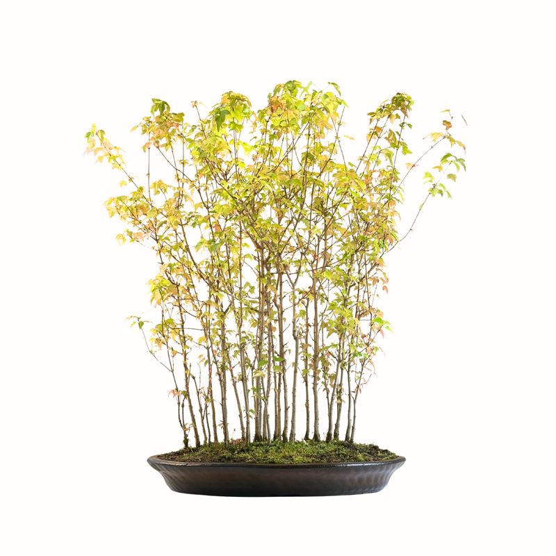 Dreispitzahorn Wald bonsai - Trident forest Maple - (Ahorne Buergerianum) Acer Wald P50 MK01