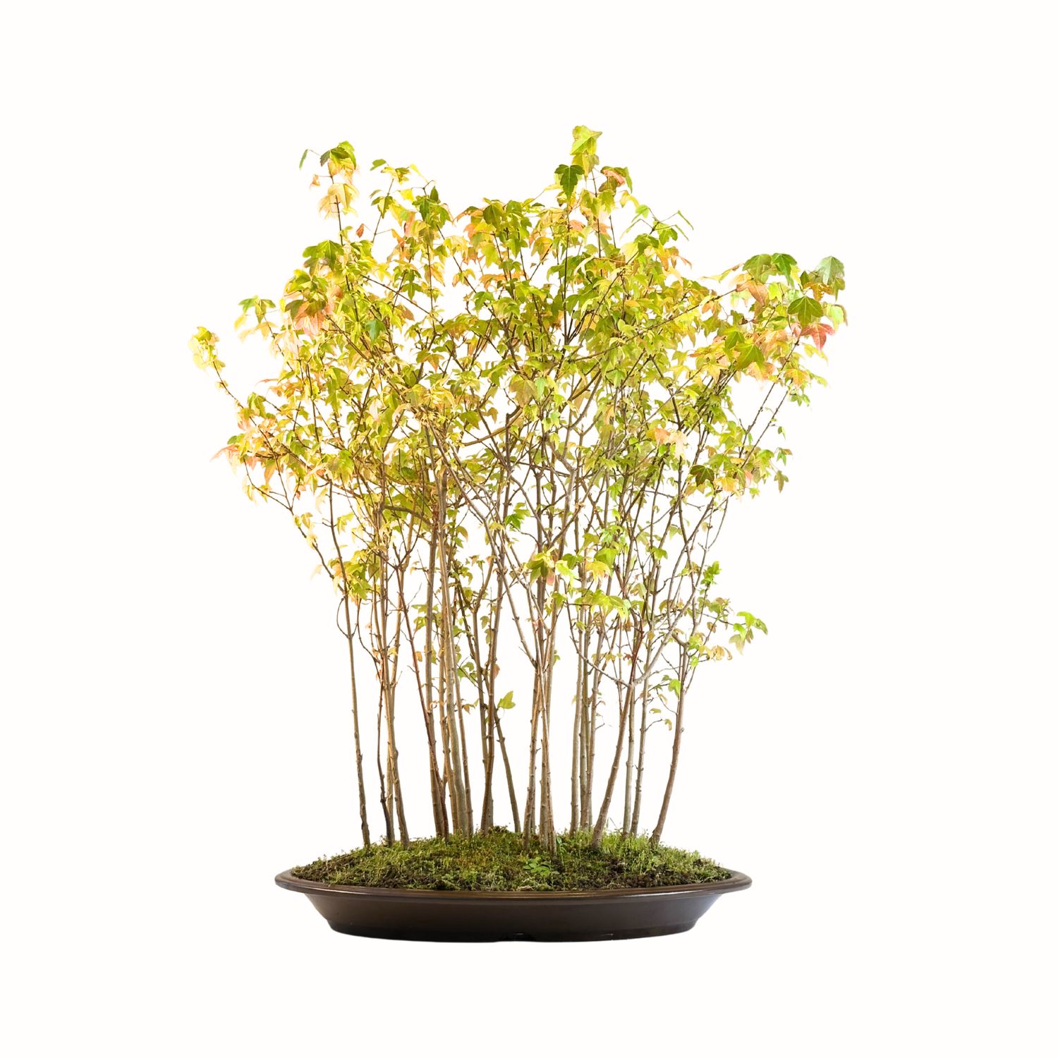 Dreispitzahorn Wald bonsai - Trident forest Maple - (Ahorne Buergerianum) Acer Wald P50 MK02