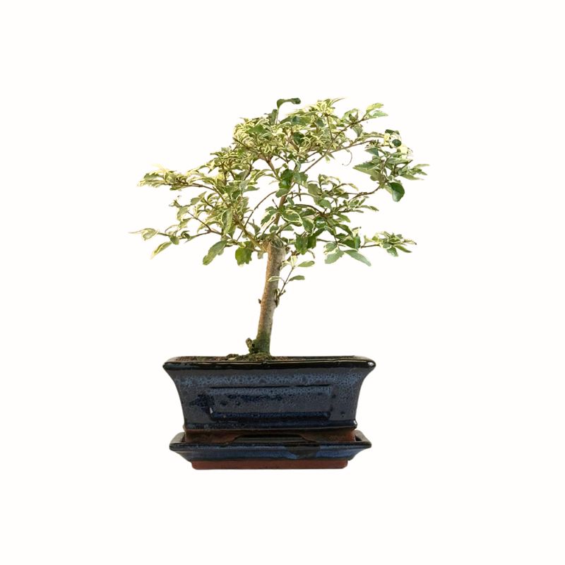 Bonsai Buntlaubiger Liguster  P15