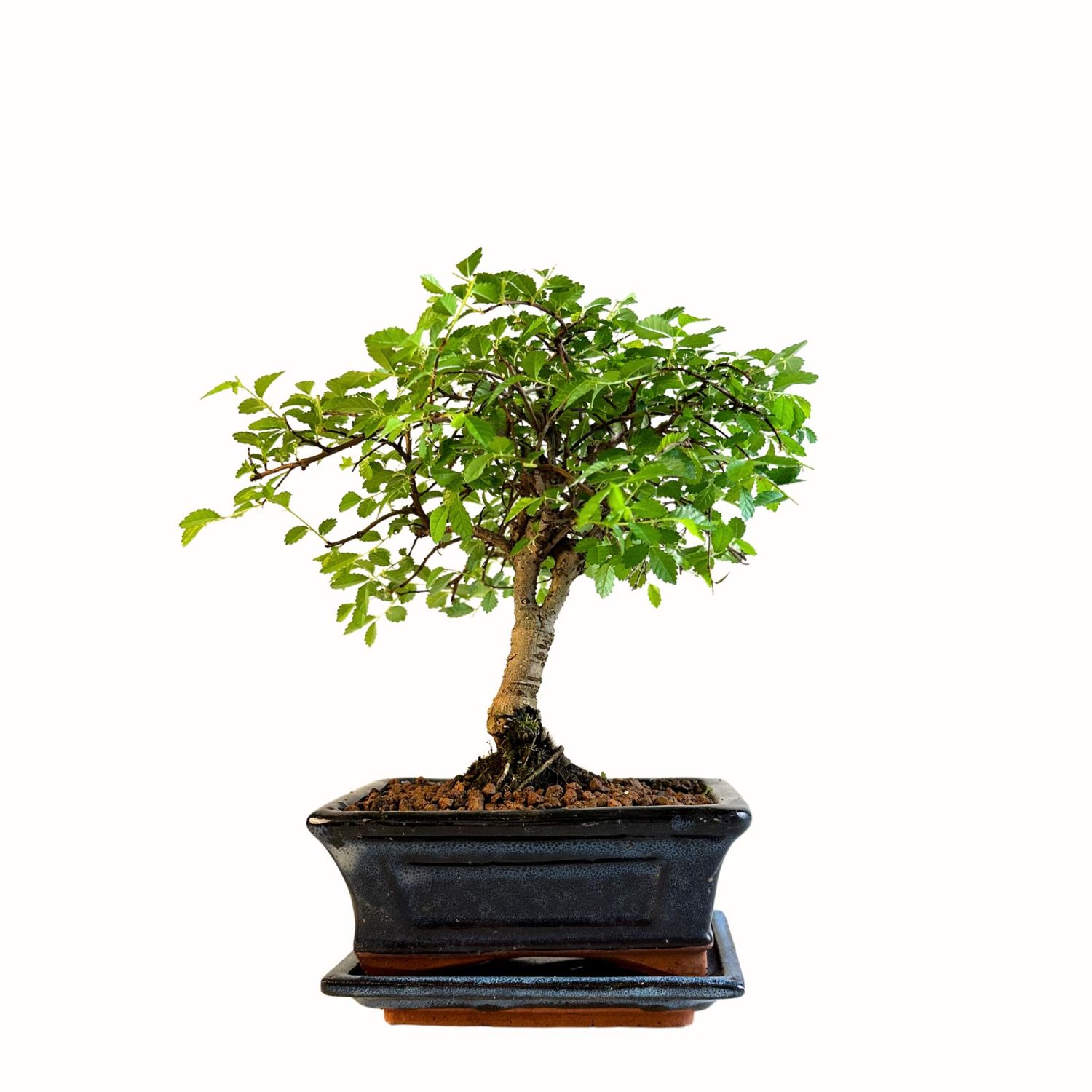 Chinesische Ulmus parvifolia Bonsai P15