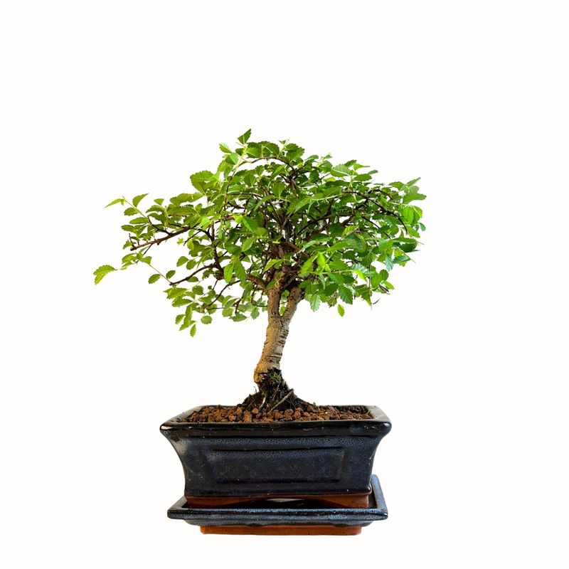 Chinesische Ulmus parvifolia Bonsai P15