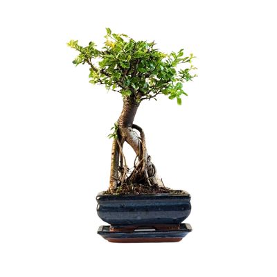 Chinese ulme Keramik Blumentopf P15 ZL02