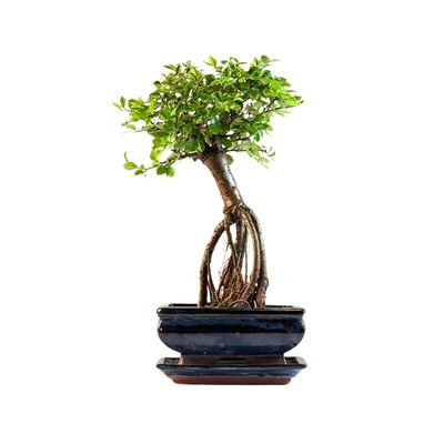 Chinese ulme Keramik Blumentopf P15 ZL01