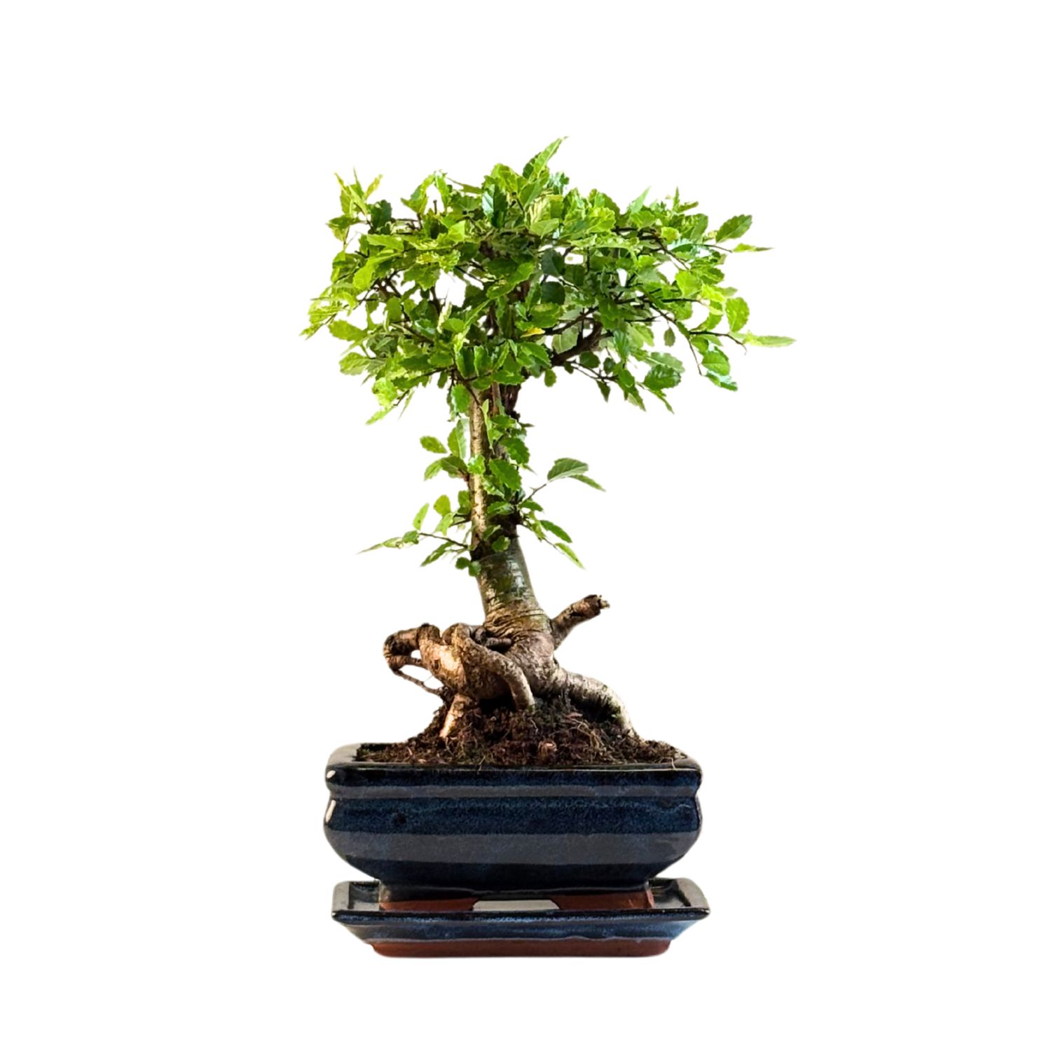 Chinese ulme Keramik Blumentopf P15 ZL04