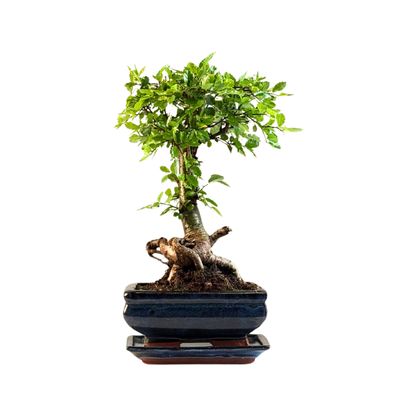 Chinese ulme Keramik Blumentopf P15 ZL04