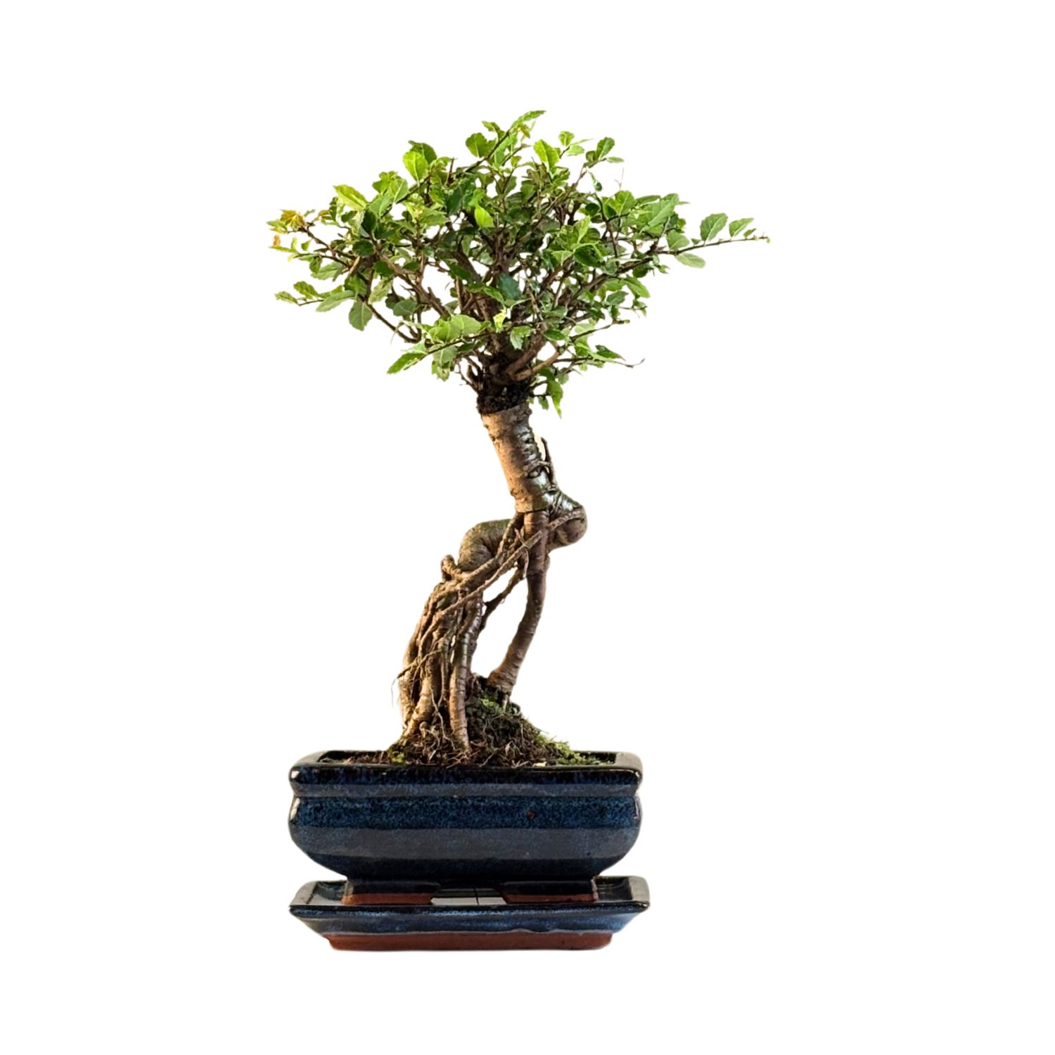 Chinese ulme Keramik Blumentopf P15 ZL05