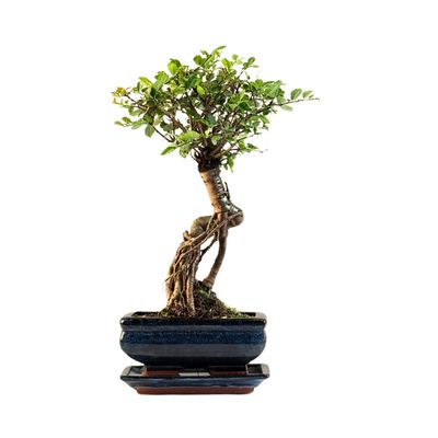 Chinese ulme Keramik Blumentopf P15 ZL05
