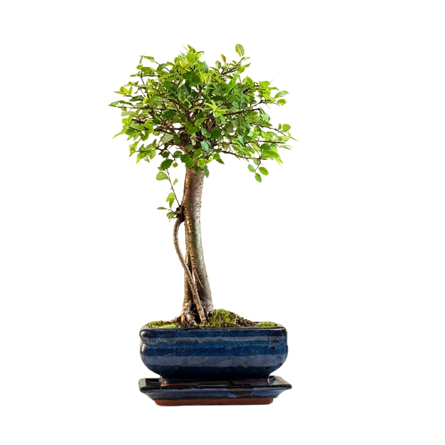 Chinese ulme Keramik Blumentopf P15 ZL09