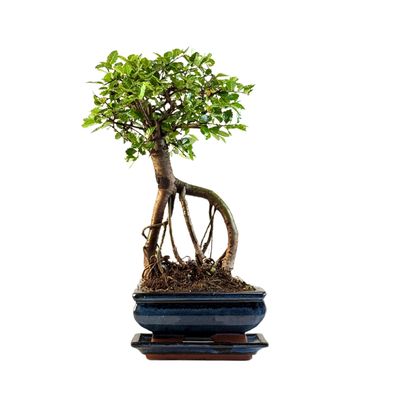 Chinese ulme Keramik Blumentopf P15 ZL08