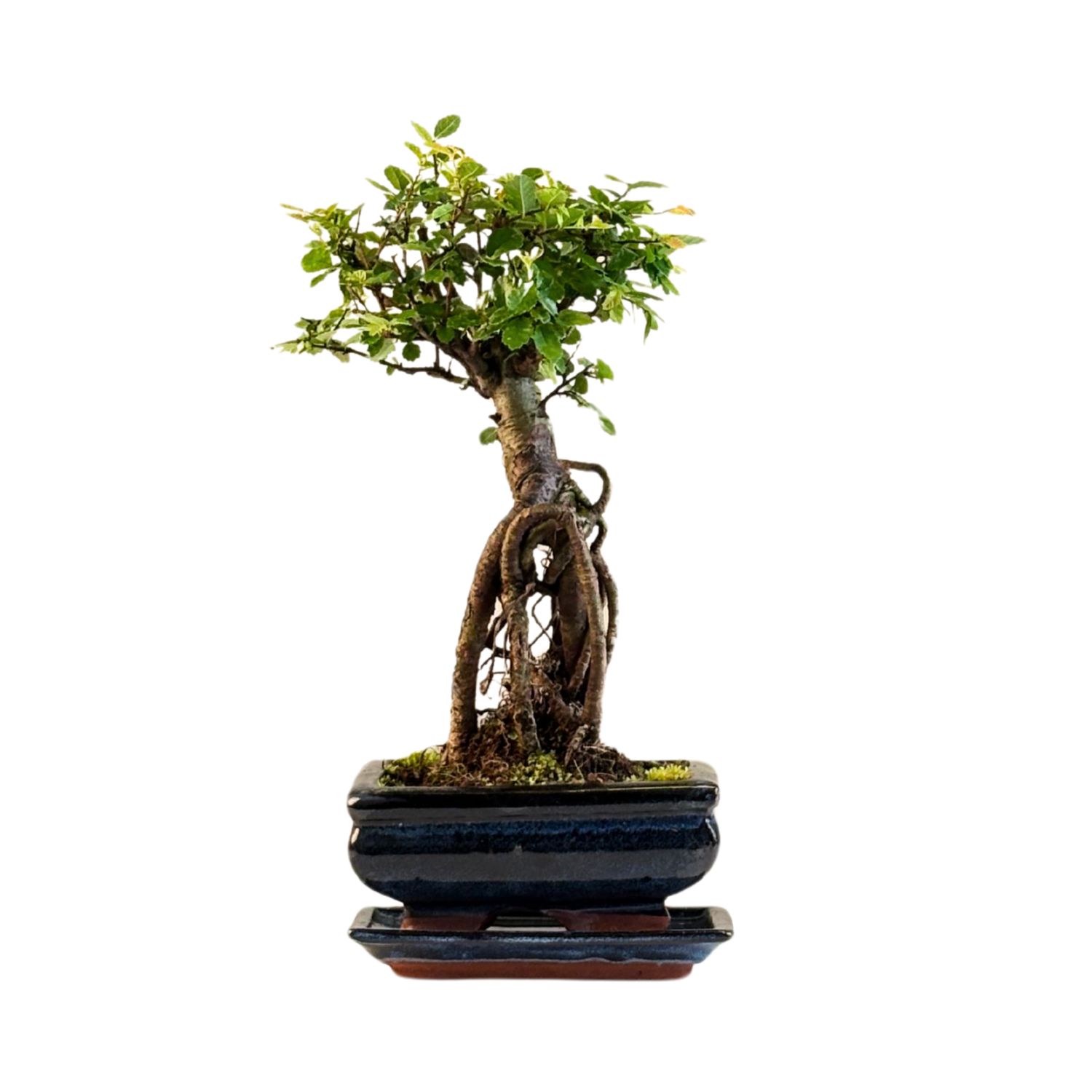 Chinese ulme Keramik Blumentopf P15 ZL06