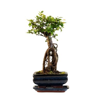 Chinese ulme Keramik Blumentopf P15 ZL06