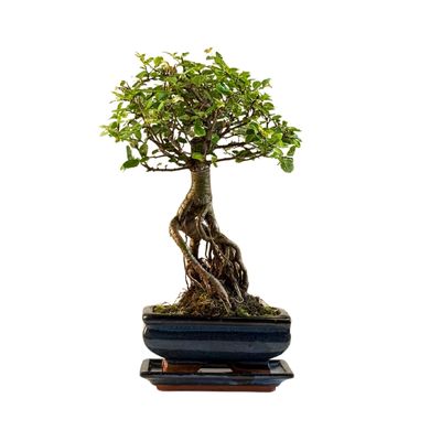 Chinese ulme Keramik Blumentopf P15 ZL07