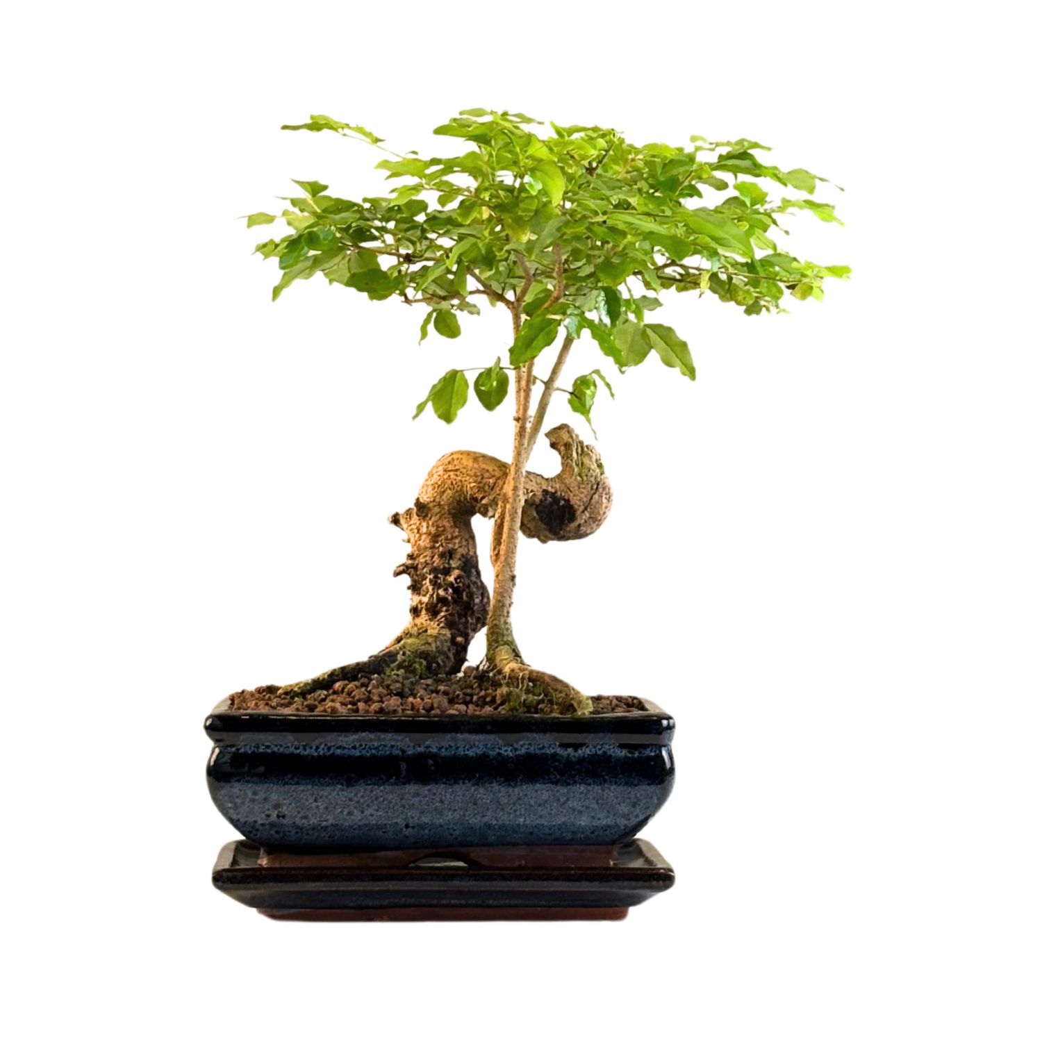 Ligustrum Bonsai P20 S RU01