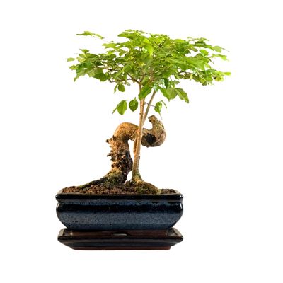 Ligustrum Bonsai P20 S RU01