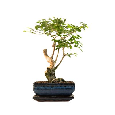 Ligustrum Bonsai P20 RU04