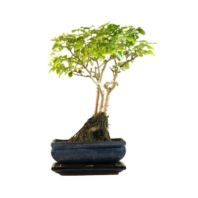 Ligustrum Bonsai P20 RU02