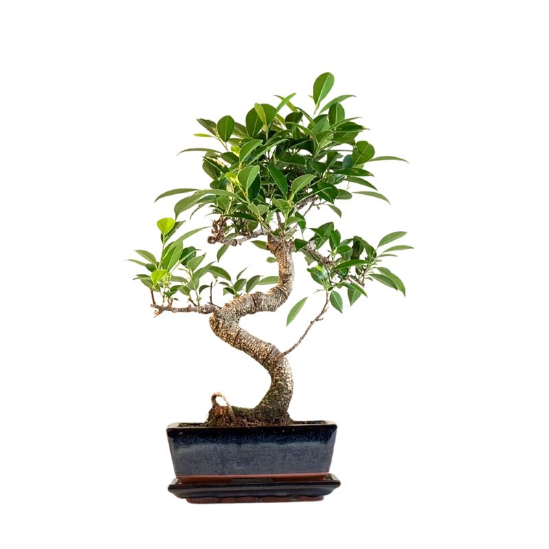 Ficus Bonsai P20 S FS01