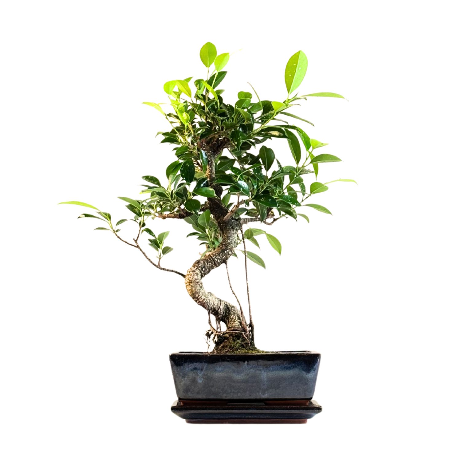 Ficus Bonsai P20 S FS03