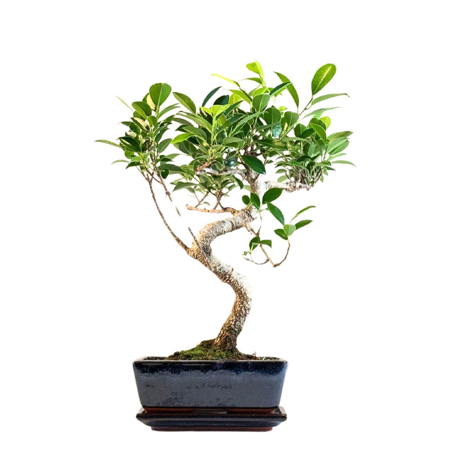 Ficus Bonsai P20 S FS04