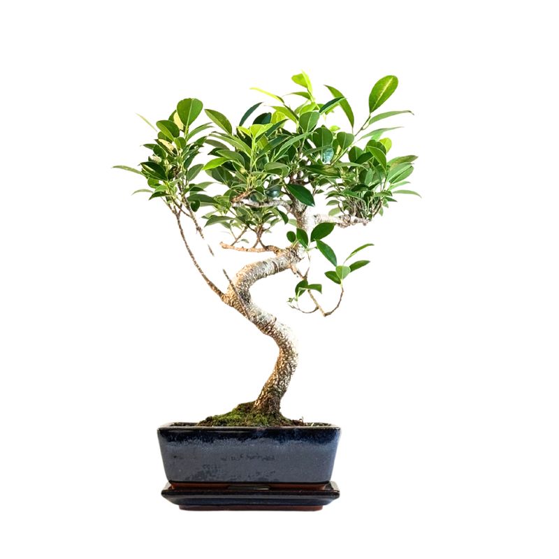 Ficus Bonsai P20 S FS04