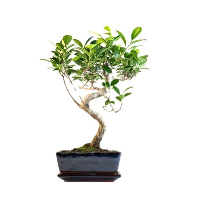 Ficus Bonsai P20 S FS04