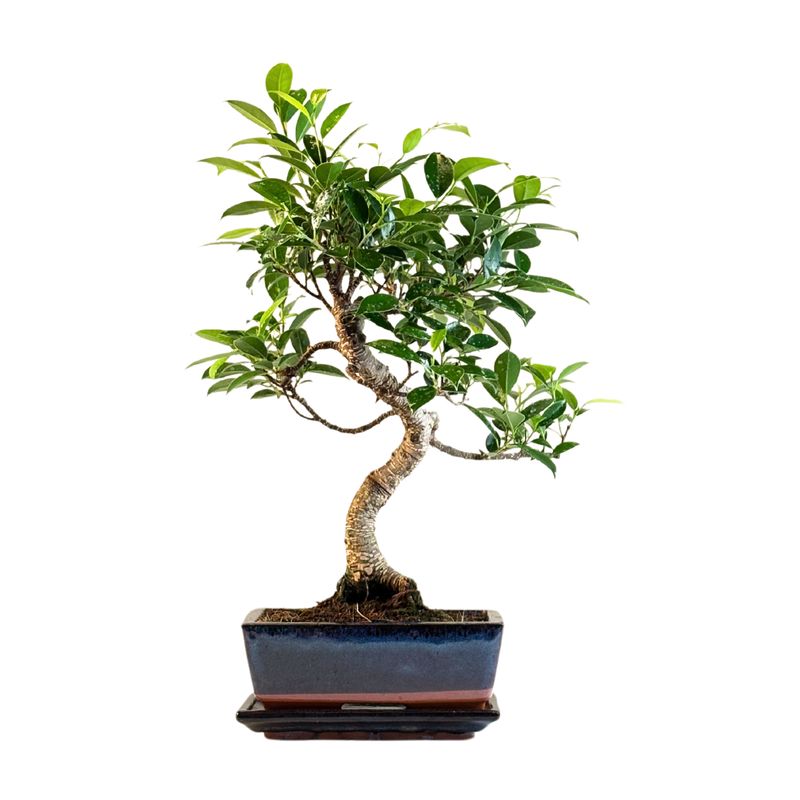 Ficus Bonsai P20 S FS05