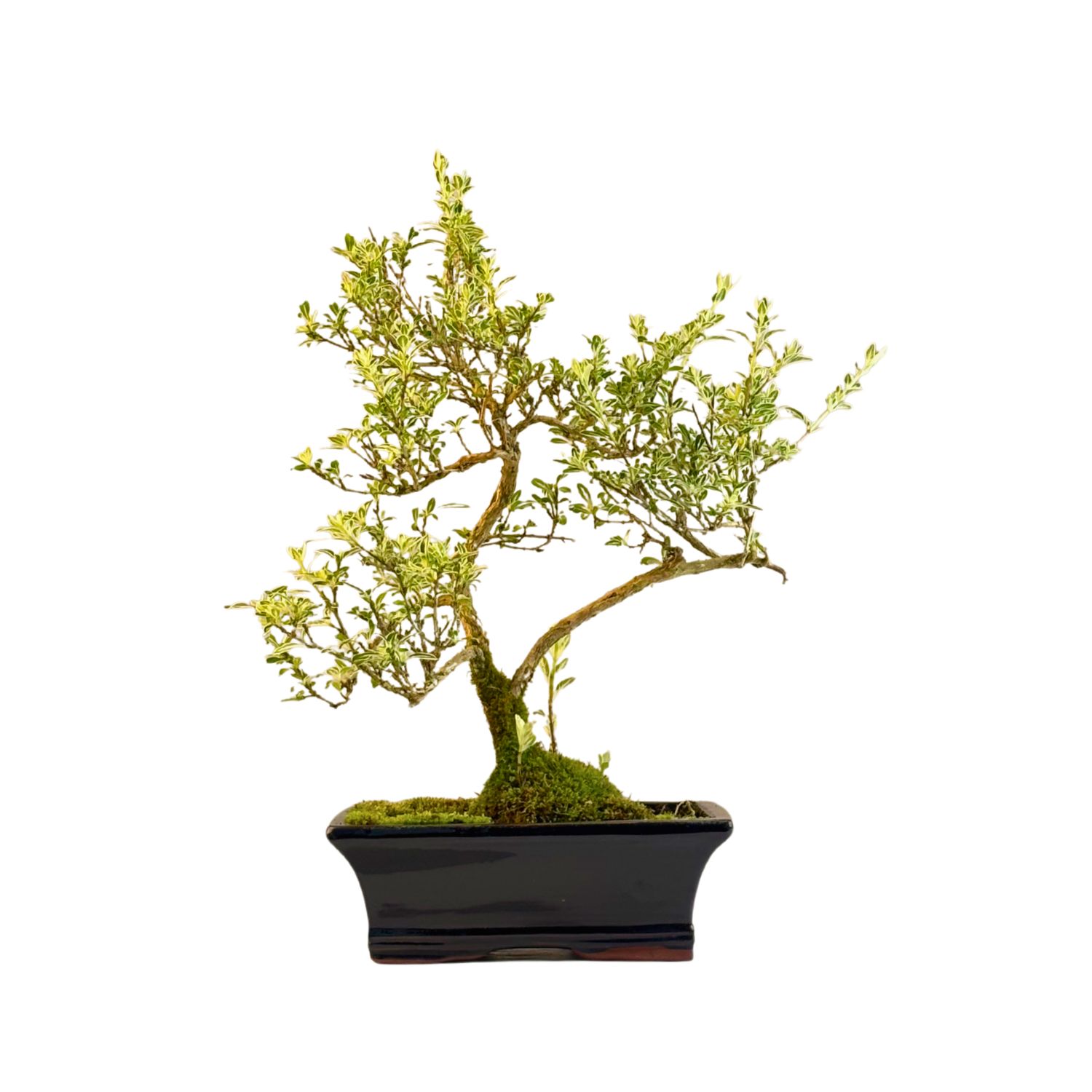Bonsai Buntlaubige Serissa  P20