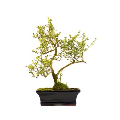 Bonsai Buntlaubige Serissa  P20