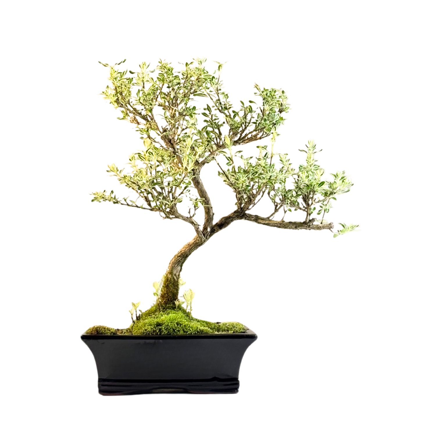 Bonsai Buntlaubige Serissa P20 (Verigated Serissa)